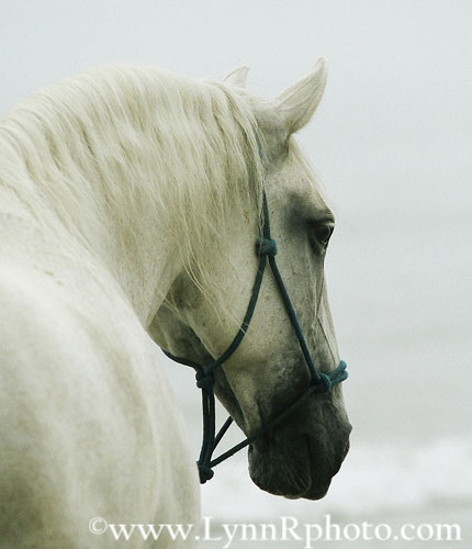 Lipicán