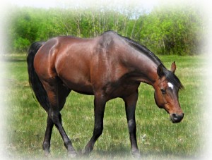 Obrazek
